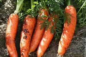 Sárgarépa és karotta (Daucus carota ssp. sativus)