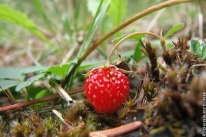 A szamóca ültetése és gondozása