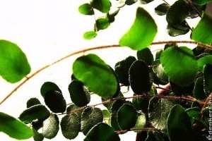 Kereklevelű sziklapáfrány (Pellaea rotundifolia)