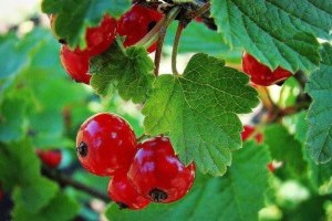 Bogyóstermésű gyümölcsös tervezése, gondozása