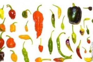 Paprika (Capsicum) minden mennyiségben