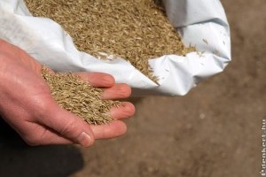 A legfontosabb pázsitalkotó fűfélék