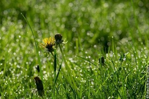 Milyen gyomok vannak a pázsitban? Elmondjuk