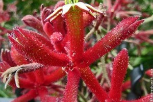 Sárgás kengurumancs (Anigozanthos flavidus)