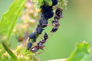 Nem maradhat el a levéltetvek elleni védekezés