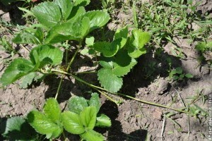 A szamóca szüret utáni ápolása