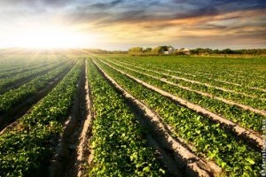 Szabadföldi növénytermesztés