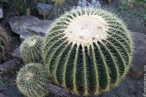 Óriási sünkaktusz (Echinocactus grusonii)