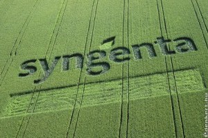 Kisebb búza és repce termésre számíthatunk az idén