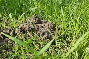 Vakond ellen: ez az 5 legjobb vakondűzési praktika