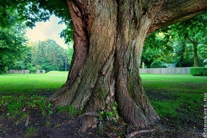Árnyékos kertben ne reméljünk szép pázsitot