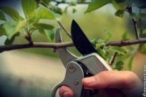 Mikor van szükség a gyümölcsfák zöldmetszésére?
