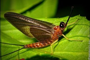 Tiszavirágzás a Tiszán!