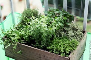 Mini csemege-erkély: fűszernövények, gyümölcsök a teraszról