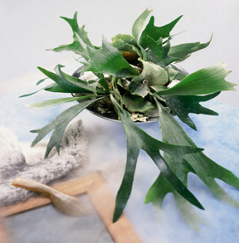 Krizantém: ha ezekre figyelsz, tele lesz virággal