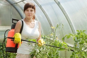 Egy új, sokoldalú rovarölő szer: NATURALIS®