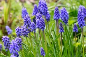 Virágoskert a szuterénhelyiségek ablaka előtt