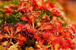 Lapátlevelű harmatfű (Drosera spatulata)
