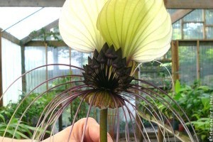 A fehér denevérvirág (Tacca integrifolia)