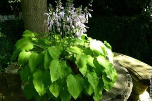 15+1 talajtakaró növény, amelyek az árnyékban is jól érzik magukat