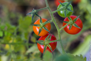 Konyhakert - itt a lista, melyek a legfontosabb teendők júliusban, augusztusban