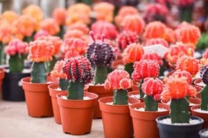 Rubinkaktusz (Gymnocalycium mihanovichii): tegyük az ablakpárkányra!