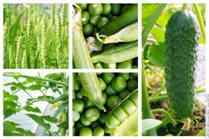 Kis helyek ízletes kúszóbajnokai