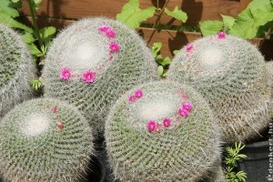 A szemölcskaktusz nyáron jobban szeret a szabadban