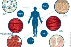 Saját őssejtünk számának növelése természetes módon