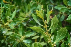 Babért is nevelhetünk a saját fűszerkertben