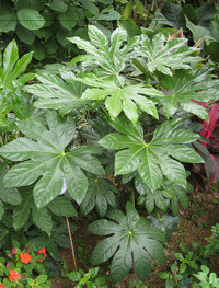 Szabadba helyezhető nyáron a szobaarália