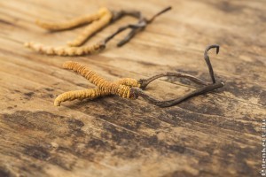 Kínai hernyógomba: egy különleges, természetes vágyfokozó a Himalájából