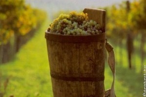 Elkezdődött Európa első szürete a Balatonnál