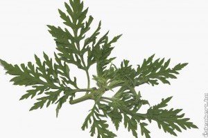 Hivatalosan is elkezdődött a parlagfűszezon