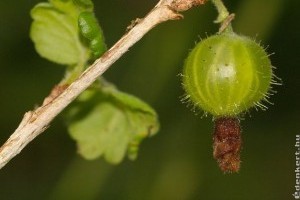 Mikor és mennyiért vegyünk kígyóubit és köszmétét?
