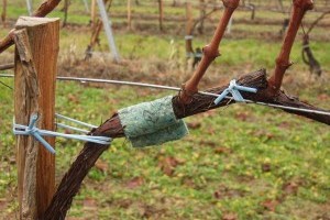 Ragadozóatkák a szőlő védelmében