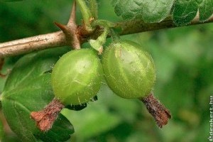 Egres ültetése, gondozása: így terem rengeteget