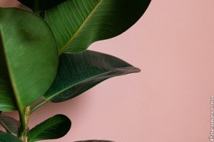 Mutatjuk, hogy gyökereztessük és gondozzuk a szobafikuszt (Ficus elastica)!