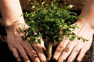 Milyen távolságra szabad a fákat és bokrokat a telekhatártól telepíteni?