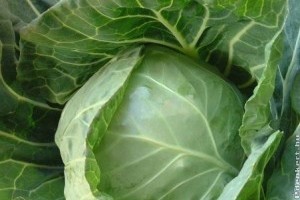Most érdemes fejes káposztát venni!