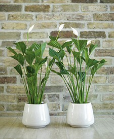 Krizantém: ha ezekre figyelsz, tele lesz virággal