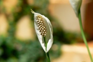 Spatifillum (Spathiphyllum hibridek)