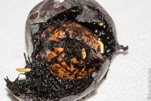 Hogyan védekezzünk a dióburok-fúrólégy ellen?