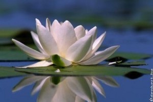 Nemcsak gyógyhatásában, de élővilágában is kuriózum a hévízi tó