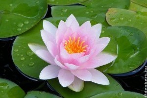 Hévíz és Csopak az idei fődíjas a Virágos Magyarországért versenyen