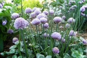 Kiírták a Magyarország legszebb konyhakertje pályázatot