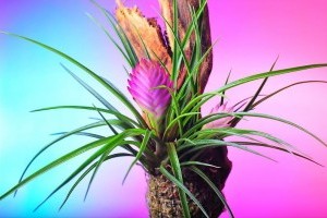 Szakállbromélia (Tillandsia cyanea)
