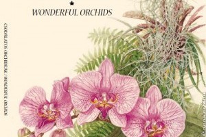 Csodálatos orchideák - Wonderful Orchids