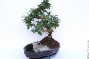 Borágófa - mitől óvjuk és mitől ne!