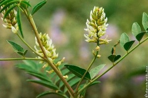 Köhögésre bocskorszíj, avagy mire jó az édesgyökér